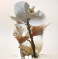 Salt Water Vanilla - Essentials Set